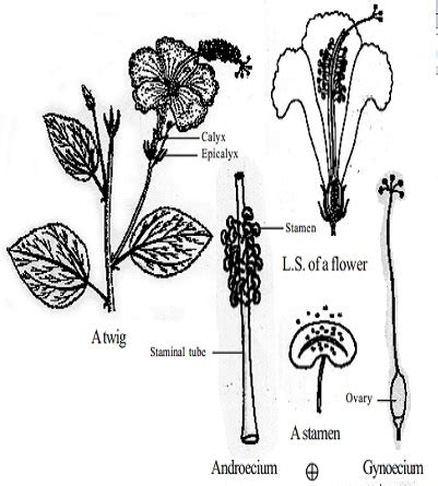 Botanical Description Of Hibiscus Rosa Sinensis