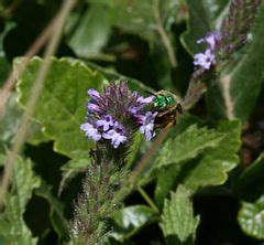 categoryhalictidae wikimedia commons