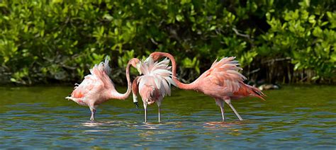 30+ Mating Dance Of A Flamingo Stock Photos, Pictures & Royalty-Free Images - iStock