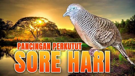 PANCINGAN PERKUTUT LOKAL GACOR SORE HARI SUARA TERAPI PERKUTUT YouTube