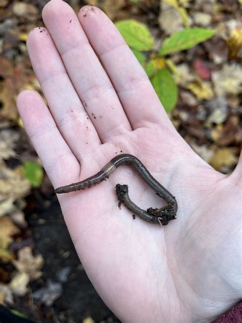 Jumping Worms In Maine Maine Organic Farmers And Gardeners