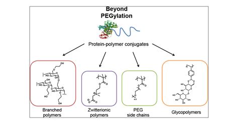 Polymer Of Protein