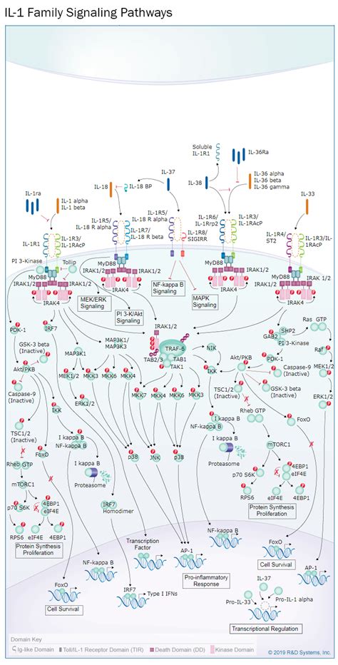 Il 1 Signaling Pathway