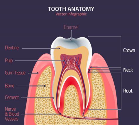 Royalty Free Tooth Anatomy Clip Art, Vector Images & Illustrations - iStock