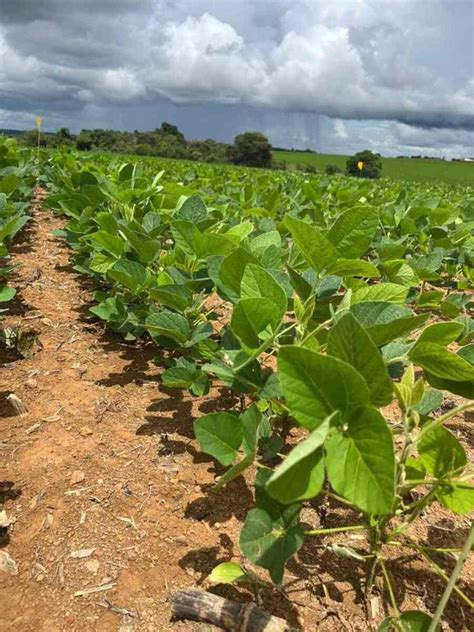 Agricultura Unb Cria Fertilizante A Partir De Lodo De Esgoto