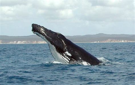 The Worlds Most Endangered Whales A Z Animals