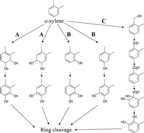 Structures Of Products Converted From Naphthalene And Di Methylated Download Scientific