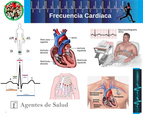 Agentes De Salud Frecuencia Cardíaca