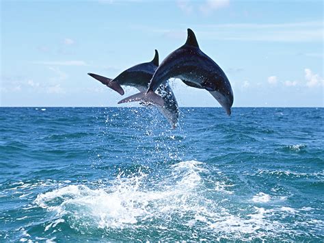 Fotografías De Carismáticos Delfines En El Oceano