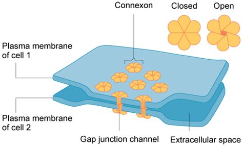 Gap Junction | Introduction, Structure & Functions