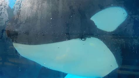 Killer Whale Up Close Tour Part 2 Seaworld San Diego July 11 2018