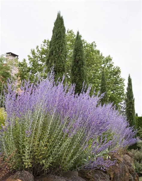 Russian Sage, Perovskia atriplicifolia, Monrovia Plant