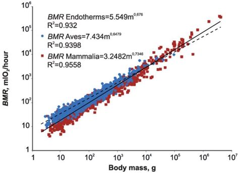 Biology Free Full Text Metabolic Scaling In Birds And Mammals How