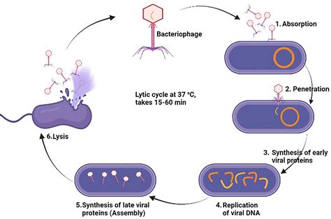 Frontiers MRSA Compendium Of Epidemiology Transmission