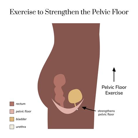 What Do Pelvic Floor Muscles Look Like | Viewfloor.co