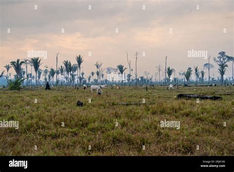 Cattle pasture and Amazon rainforest trees deforestation. Destroyed ... 