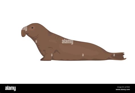 Elephant seal. Vector illustration of northern elephant seal isolated on white background Stock ...