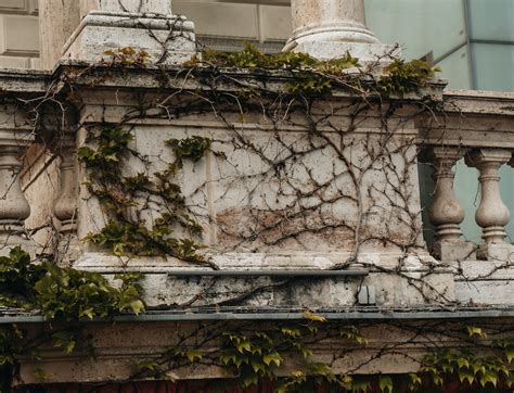 A building with vines growing on the side of it photo – Free Budapest
