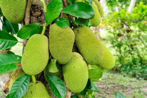 Premium Photo Jackfruit Trees Belong To The Moraceae Tribe The