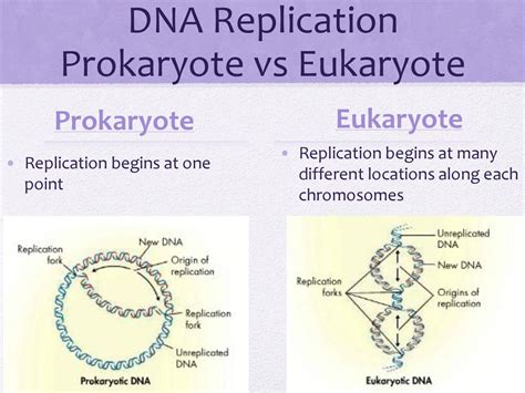 Dna Module B Bio B Ppt Download