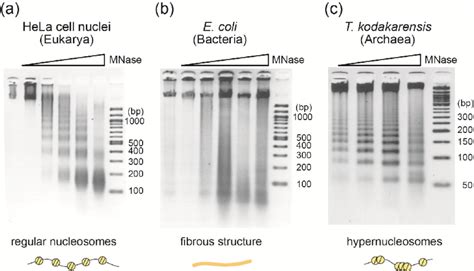 Mnase Assay Revealed Different Fundamental Chromatin Structures Among