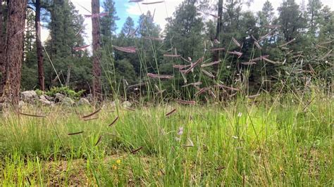 Discovery And Identification Of Local Grasses With Debbie Dewolf Allen