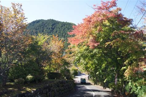 城峯公園の冬桜（神川町） 埼玉県