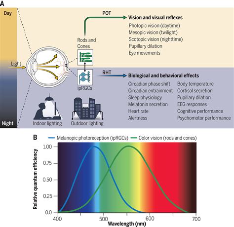 Reducing Nighttime Light Exposure In The Urban Environment To Benefit