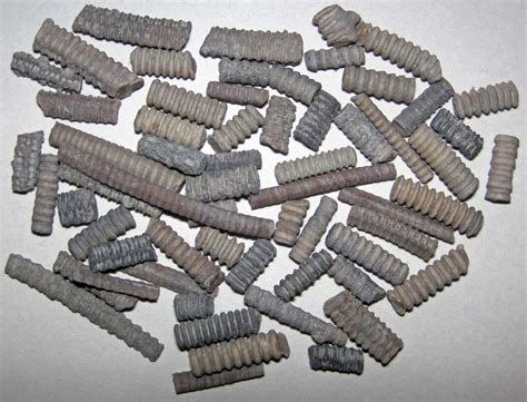 facts  crinoid fossils geology