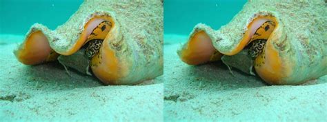 Queen Conch Season Re Opened In The Territory On Monday Dpnr Virgin