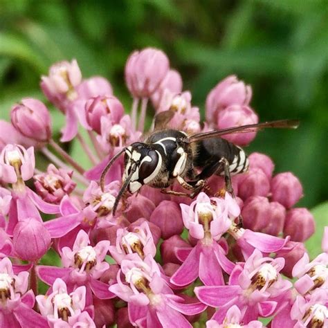 Collection 103 Pictures Bald Faced Hornet Sting Pictures Excellent