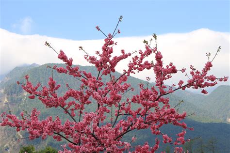 Free Images Tree Branch Flower Food Spring Produce Flora