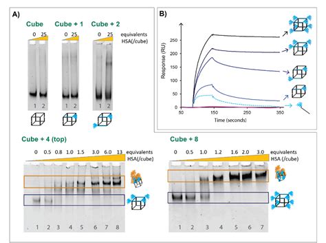 Figure From Development Of Dna Nanostructures For High Affinity