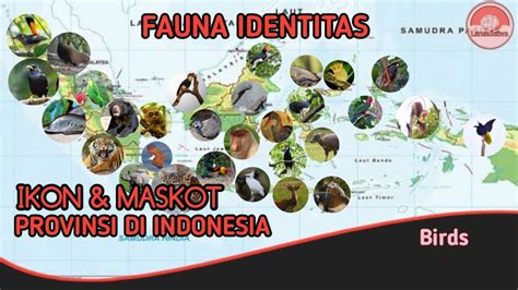 Fauna Identitas Provinsi Di Indonesia Youtube