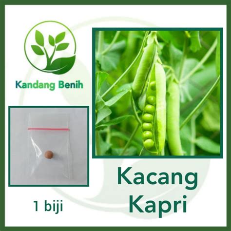 Jual 1 Biji Benih Kacang Kapri Hibrida F1 Taichung No 11 Bibit