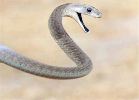 How To Tell If A Snake Is Venomous Vs Non Venomous Photos Science