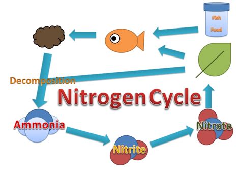 Understanding The Nitrogen Cycle Arizona Exotics Fish Freshwater