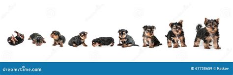 Stages Of Growth Puppy Yorkshire Terrier Stock Image Image Of Beauty