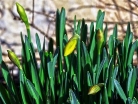 Frühlingsgartengeflüster Elkes Kindergeschichten Frühlings erwachen