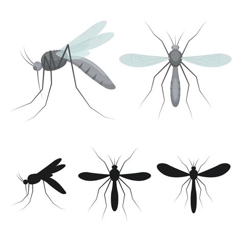 Mosquito insect isolated 1268473 Vector Art at Vecteezy