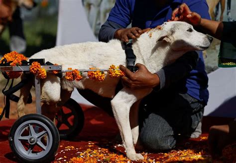 Kukur Tihar: Special day for dogs in Nepal