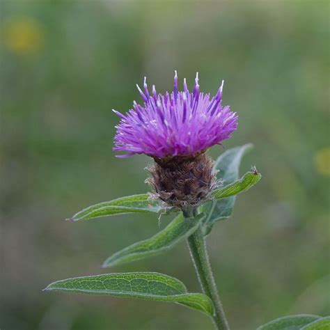 Common Knapweed Centaurea Nigra Wild Wales Seeds