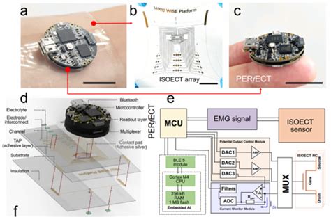 Hku Engineering Team Develops Soft Microelectronics Technologies