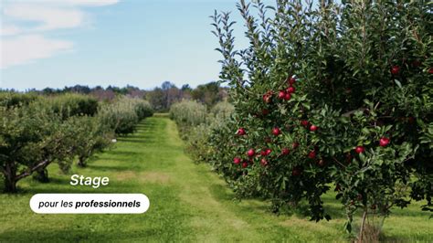 Arboriculture fruitière créer son verger naturel pour un projet