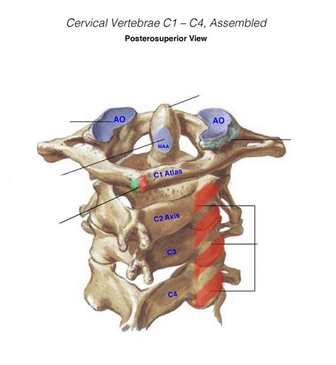 cervical vertebrae C1-C4 Diagram | Quizlet