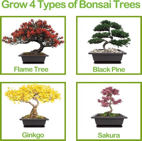 Planters Choice Bonsai Deluxe Starter Kit Rocka Design™