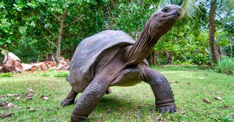 Aldabrachelys Gigantea Aldabra Giant Tortoise The Turtle Hub