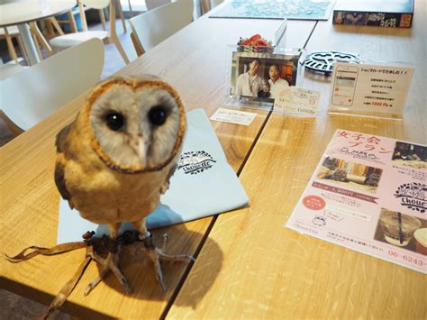 ちょっと早目の Blog 大阪心斎橋 幸せのフクロウカフェchouette（シュエット）