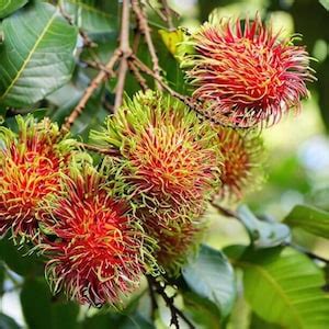 Grafted Rambutan Nephelium Lappaceum Exotic Live Fruit Tree 1 2 Ft Etsy