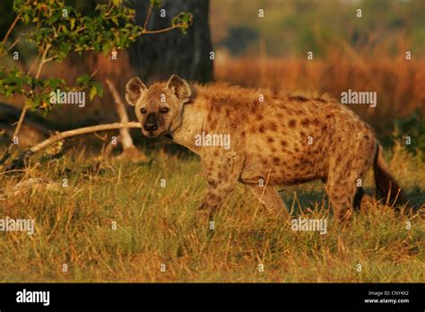 Spotted Hyena Crocuta Crocuta Walking Through The Grass Of The